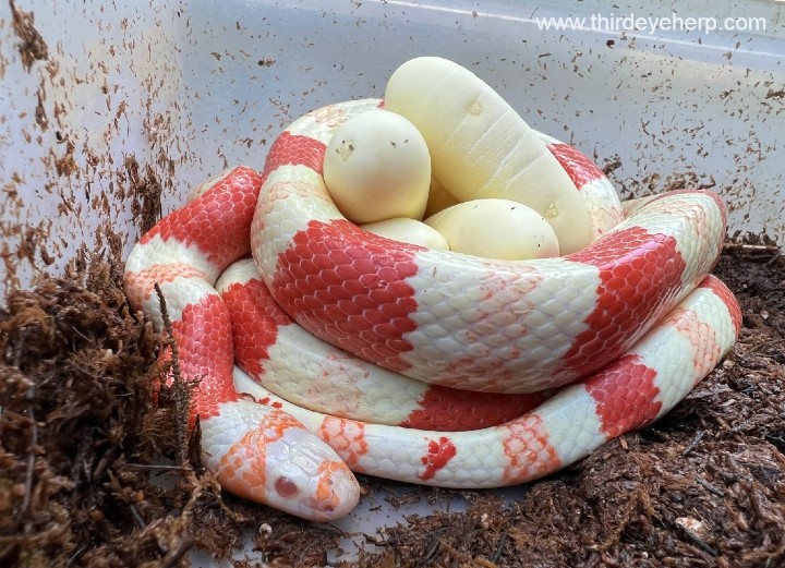 Albino Honduran Milk Snake